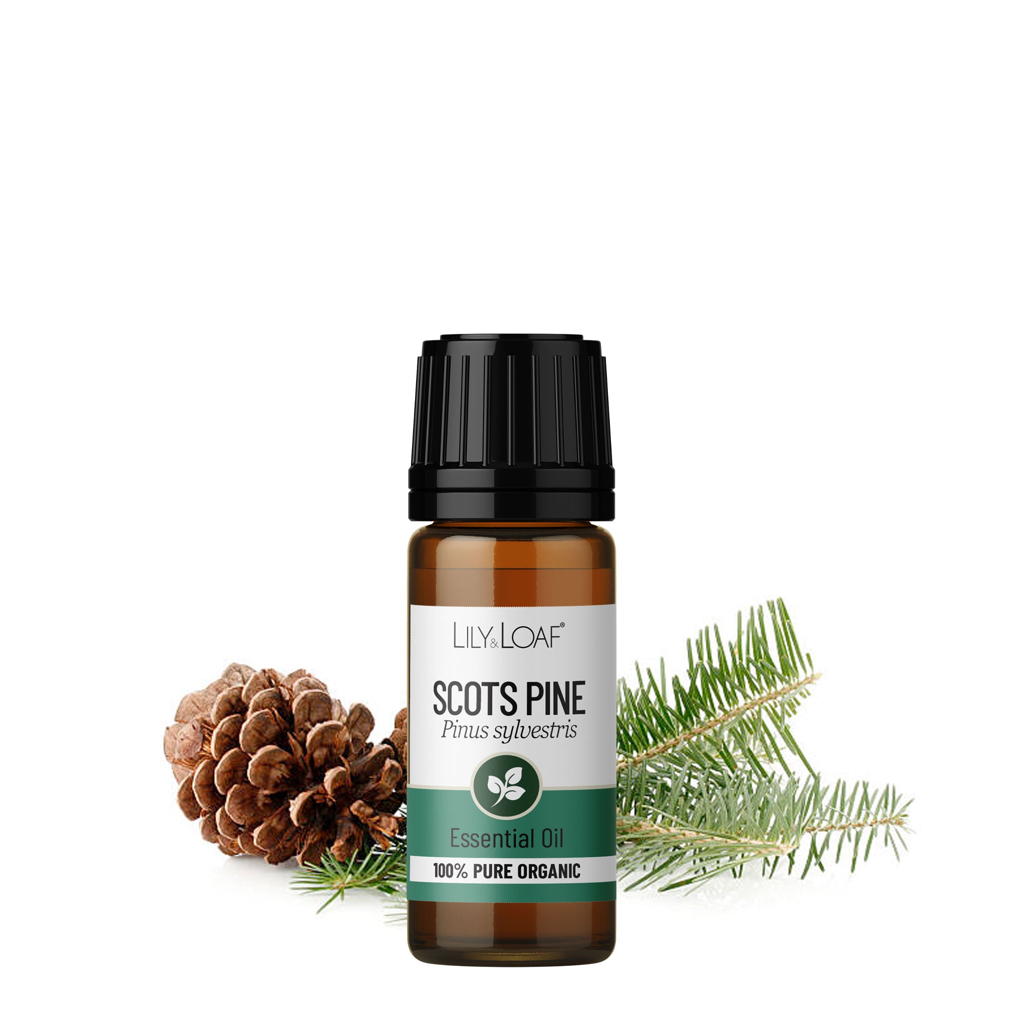 Scots Pine Organic Essential Oil